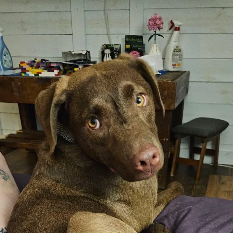 A young medium-sized male Labrador Retriever dog named Ernie for adoption in New London, WI