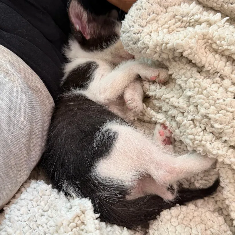A baby small-sized female Black Domestic Short Hair cat named Under The Sky for adoption in Austin, TX