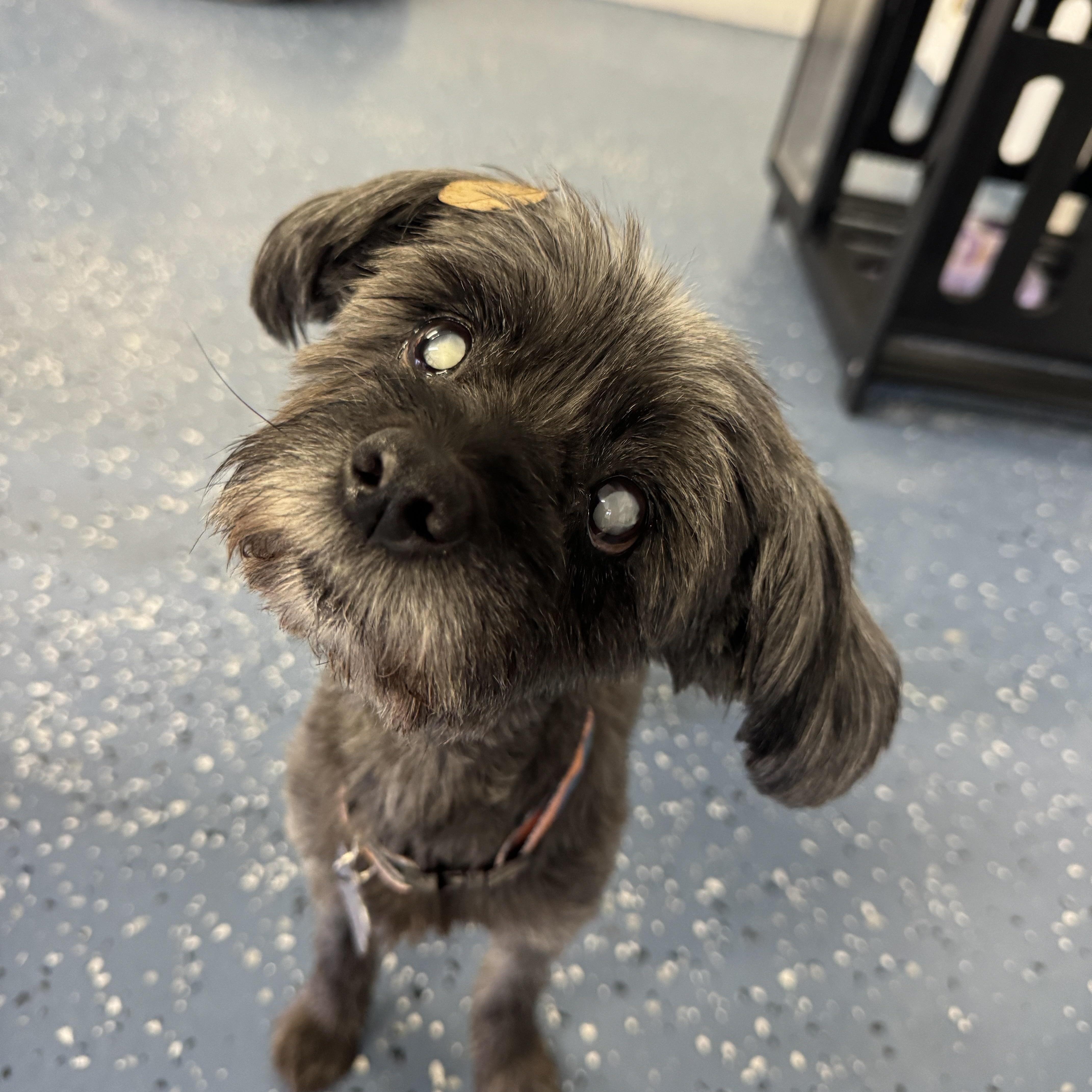 A senior small-sized female Miniature Poodle dog named Pieta for adoption in Indianapolis, IN