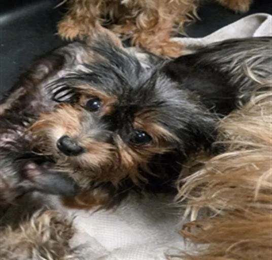 An adult small-sized female Mixed Breed dog named Barbie for adoption in Dallas, TX