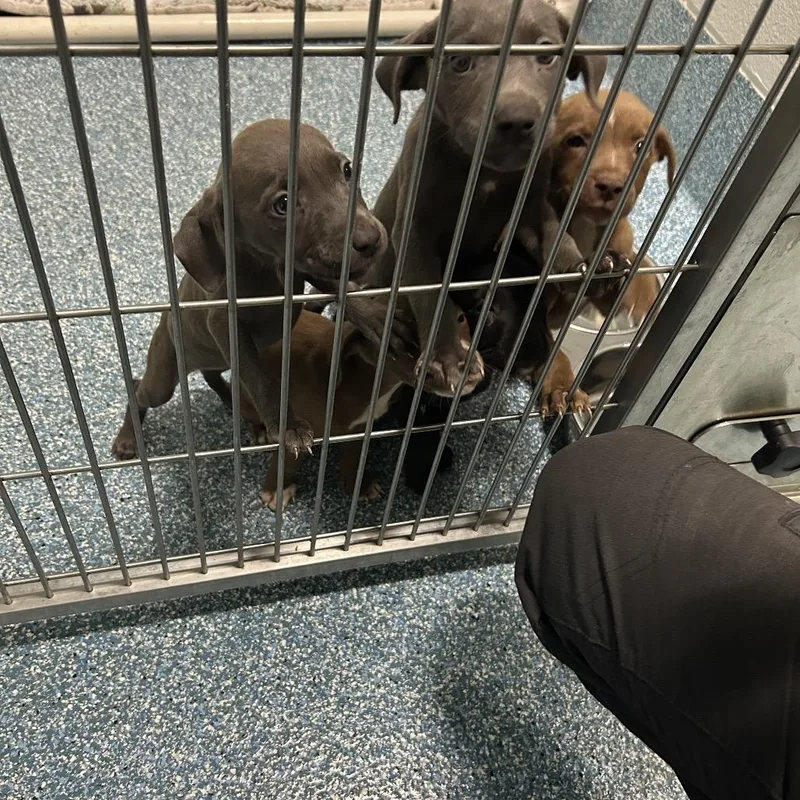 A young medium-sized male Black Pit Bull Terrier dog named Rembrandt for adoption in Greensboro, NC