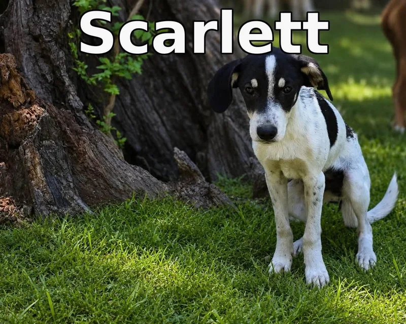 A baby large-sized female Mixed Breed dog named Scarlett for adoption in Rock Hill, NY