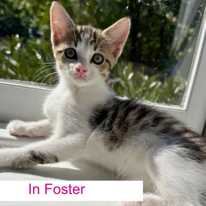 A baby small-sized male Brown / Chocolate Domestic Short Hair cat named Sparkler for adoption in Chapel Hill, NC