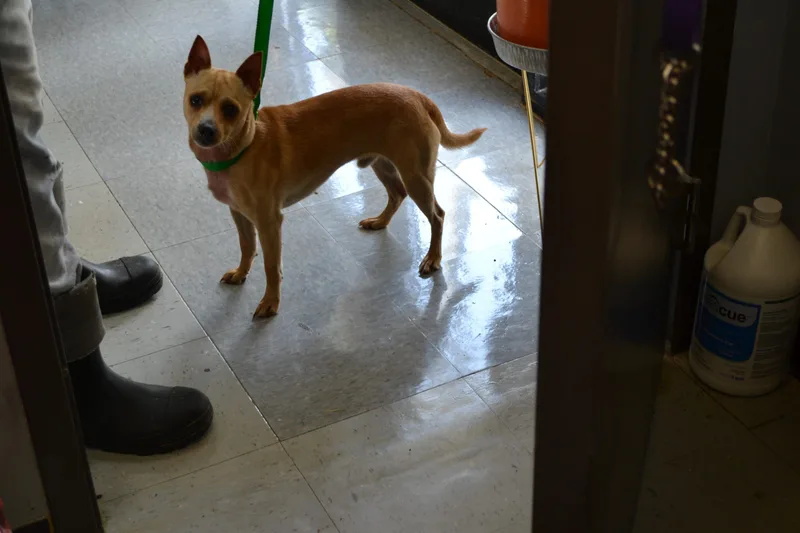 A young small-sized male Red / Chestnut / Orange Chihuahua dog named Pancake for adoption in Jackson, LA