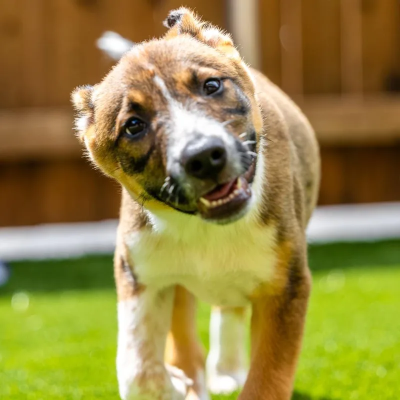 A baby small-sized male Brown / Chocolate Cattle Dog dog named Mocha for adoption in Naperville, IL