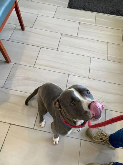An adult large-sized male Pit Bull Terrier dog named Zinger for adoption in Daytona Beach, FL