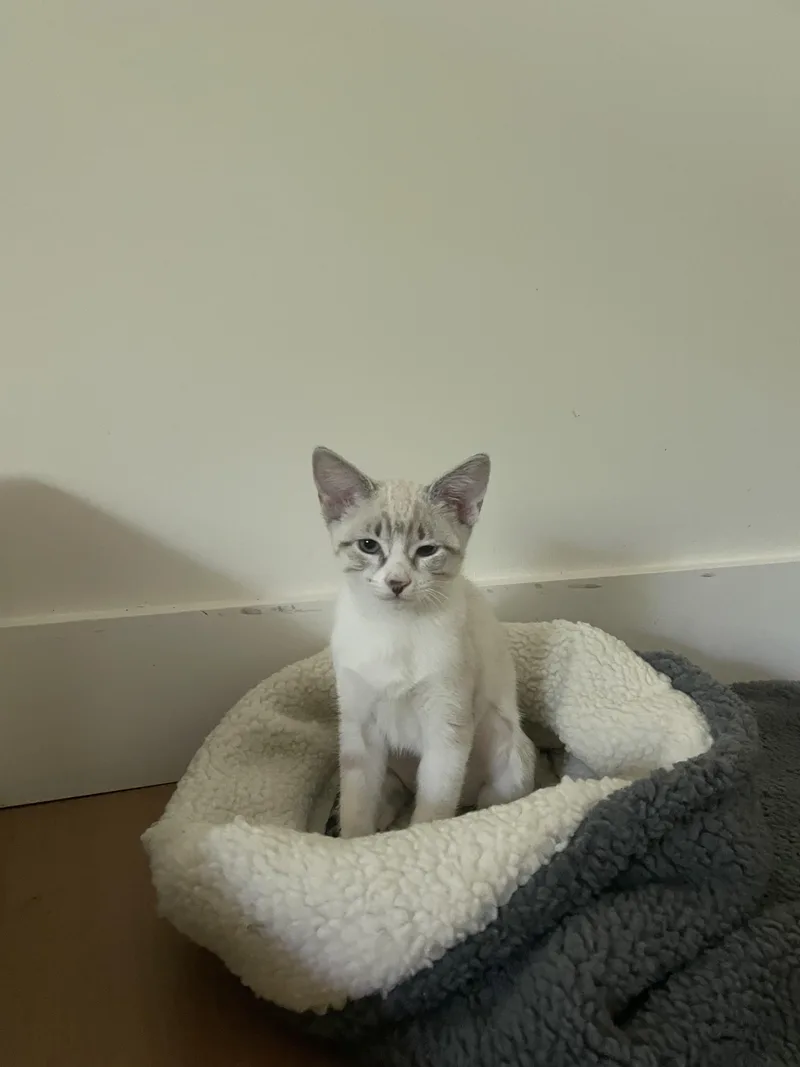 Lily