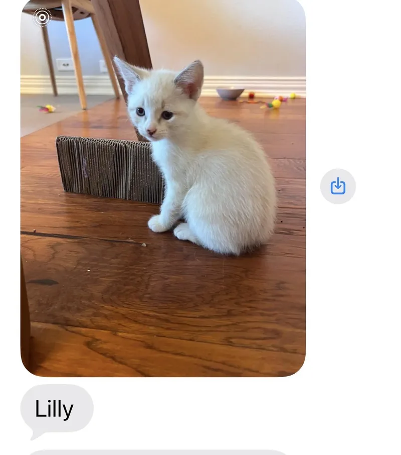 Lily thumbnail 2