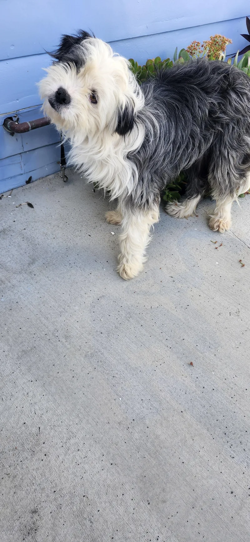 An adult small-sized male Black Aussiedoodle dog named Rebate for adoption in Torrance, CA