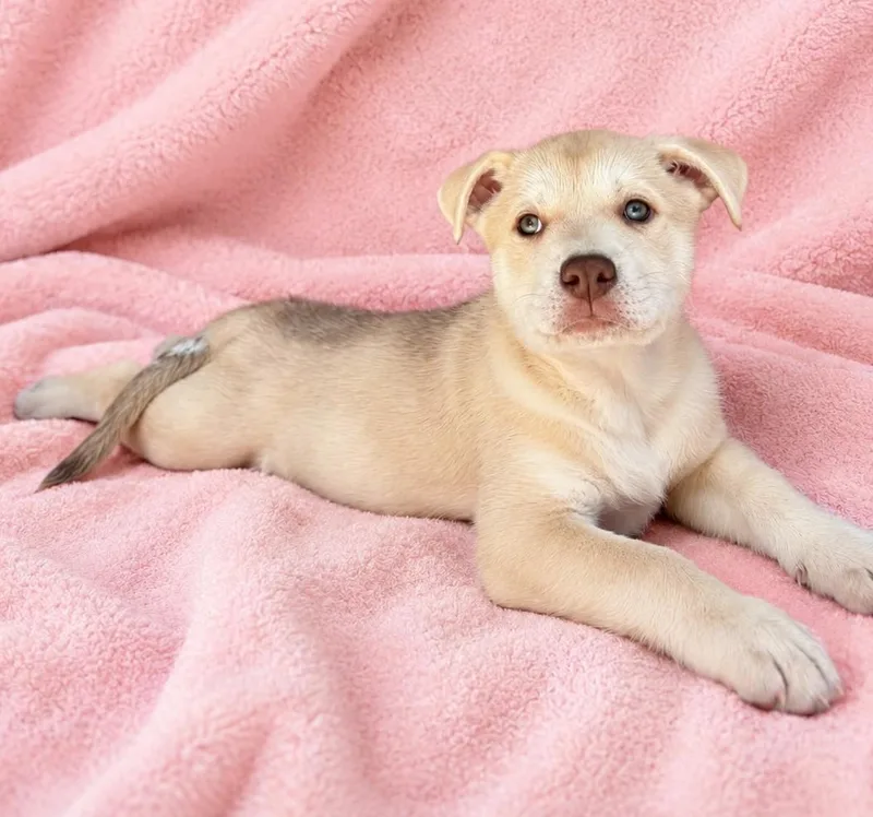 A baby small-sized female White / Cream Husky dog named Vicki for adoption in Lathrop, CA