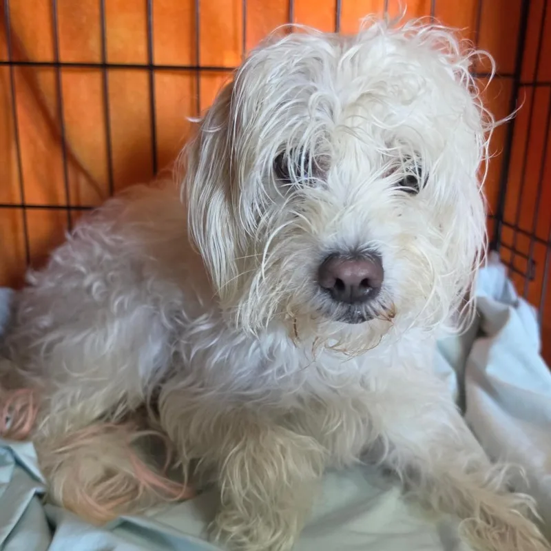 A young small-sized female White / Cream Maltese dog named Bunny Chino Hills for adoption in Chino Hills, CA