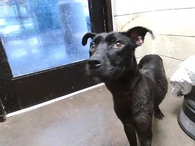 A young small-sized male Pit Bull Terrier dog named Double Duce for adoption in Tulsa, OK