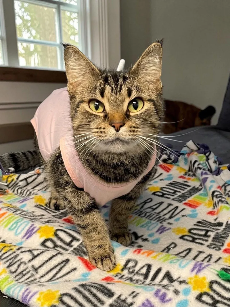 An adult medium-sized female Domestic Short Hair cat named Squeak for adoption in Champaign, IL