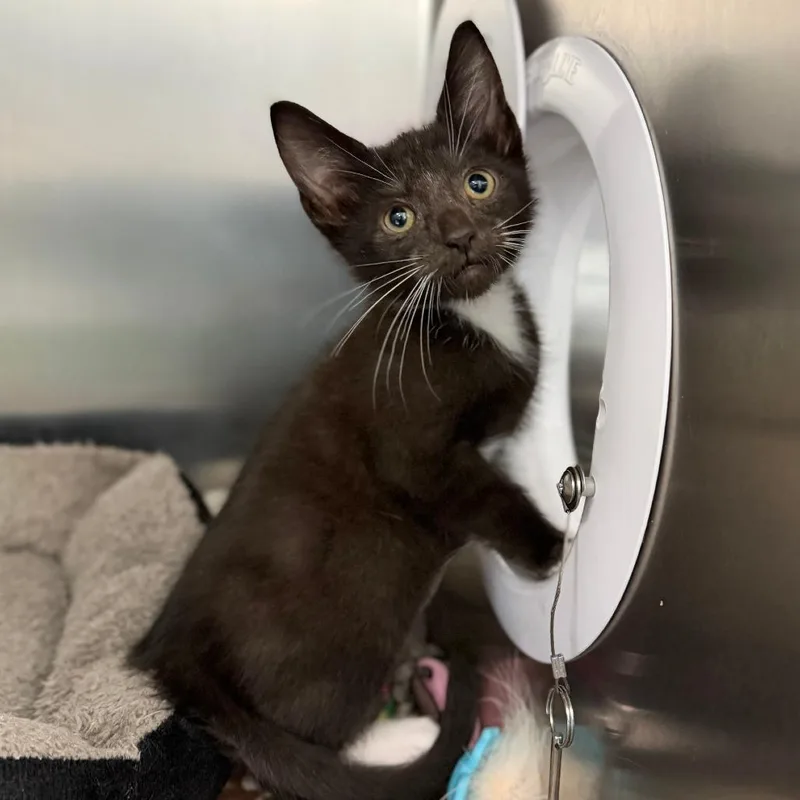 A baby small-sized male Black Domestic Short Hair cat named Sebastian for adoption in Marshall, VA
