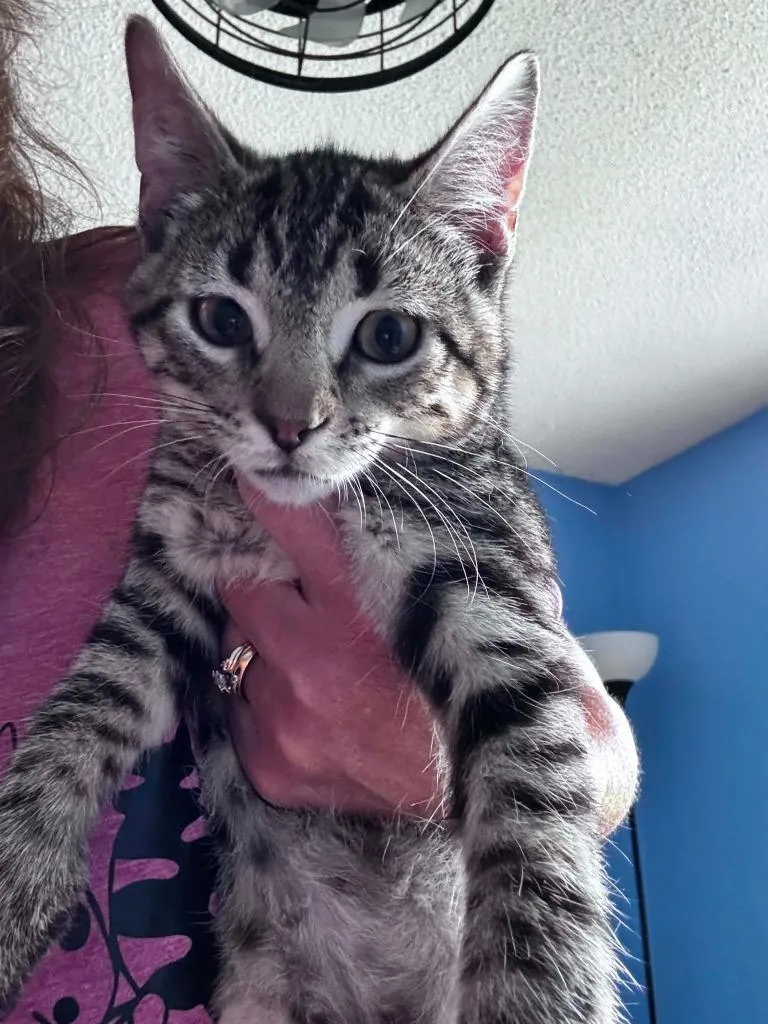 A baby small-sized male Domestic Short Hair cat named Petal Hopper for adoption in Gorham, ME