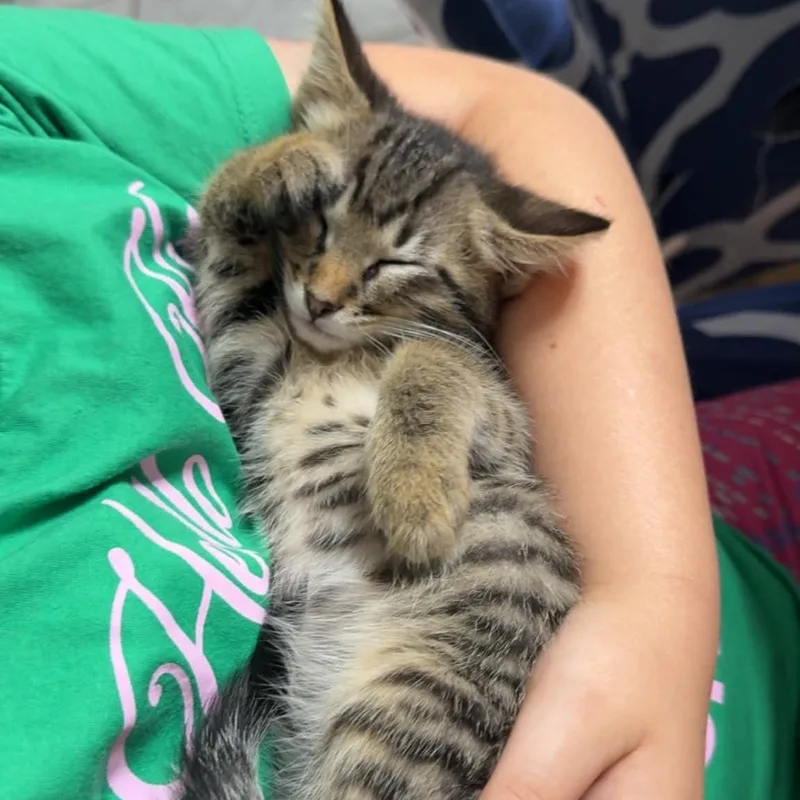 A baby medium-sized male Tabby (Brown / Chocolate) Domestic Short Hair cat named Flick for adoption in Colcord, OK