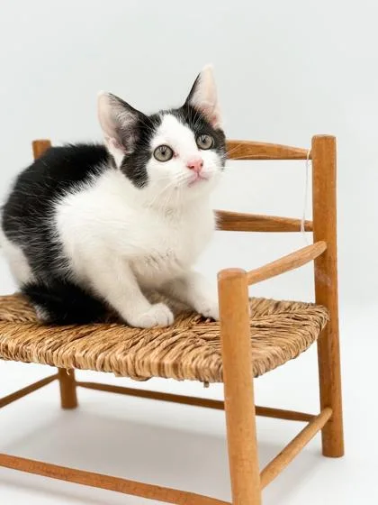 Kit Kat