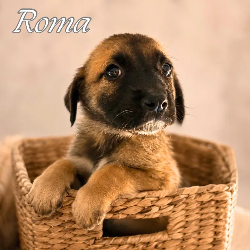 Roma