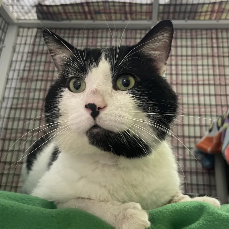 An adult large-sized male Black Domestic Short Hair cat named Krispy Kreme for adoption in Chicago, IL
