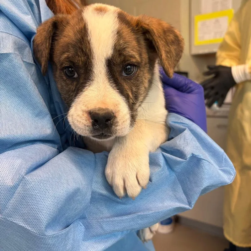 A baby small-sized male White / Cream Mixed Breed dog named Almond Bchs for adoption in Huntington, WV