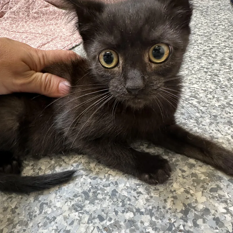 A baby medium-sized female Black Domestic Short Hair cat named Hilda for adoption in Manassas, VA