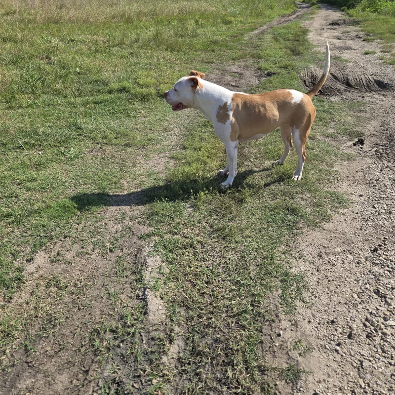A young large-sized female Boxer dog named Hollie for adoption in Plano, TX
