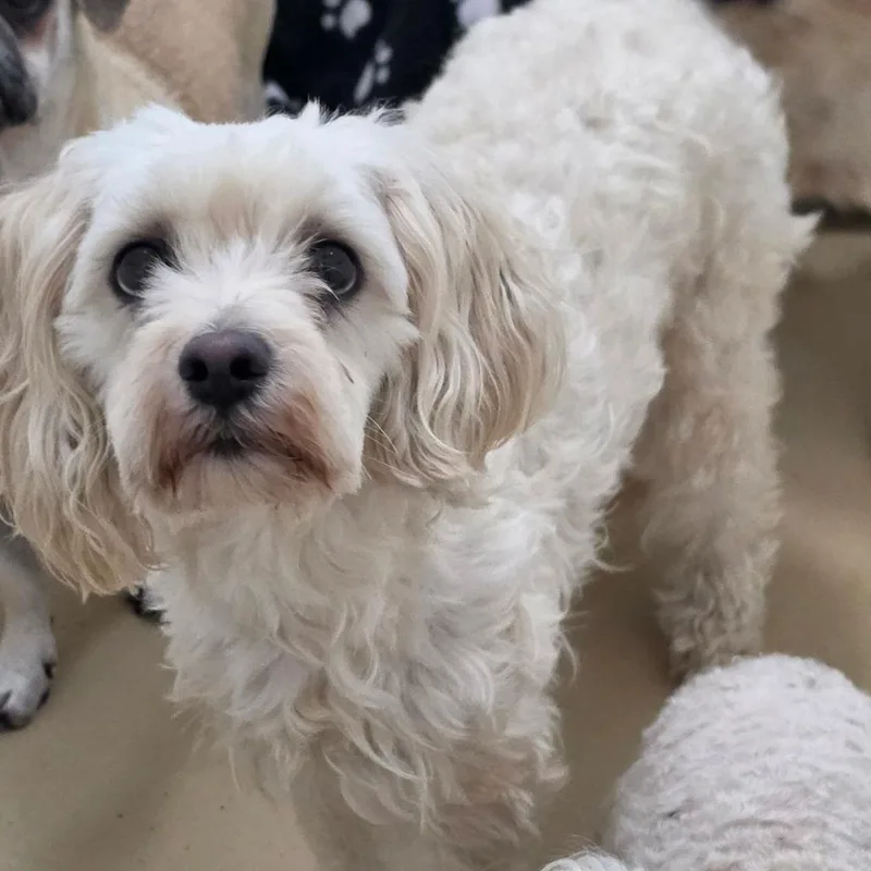 An adult small-sized female White / Cream Maltese dog named Annabelle  Chino Hills for adoption in Chino Hills, CA