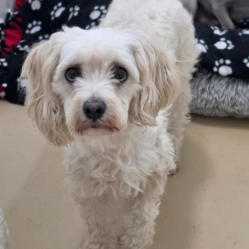 Annabelle  Chino Hills thumbnail 3