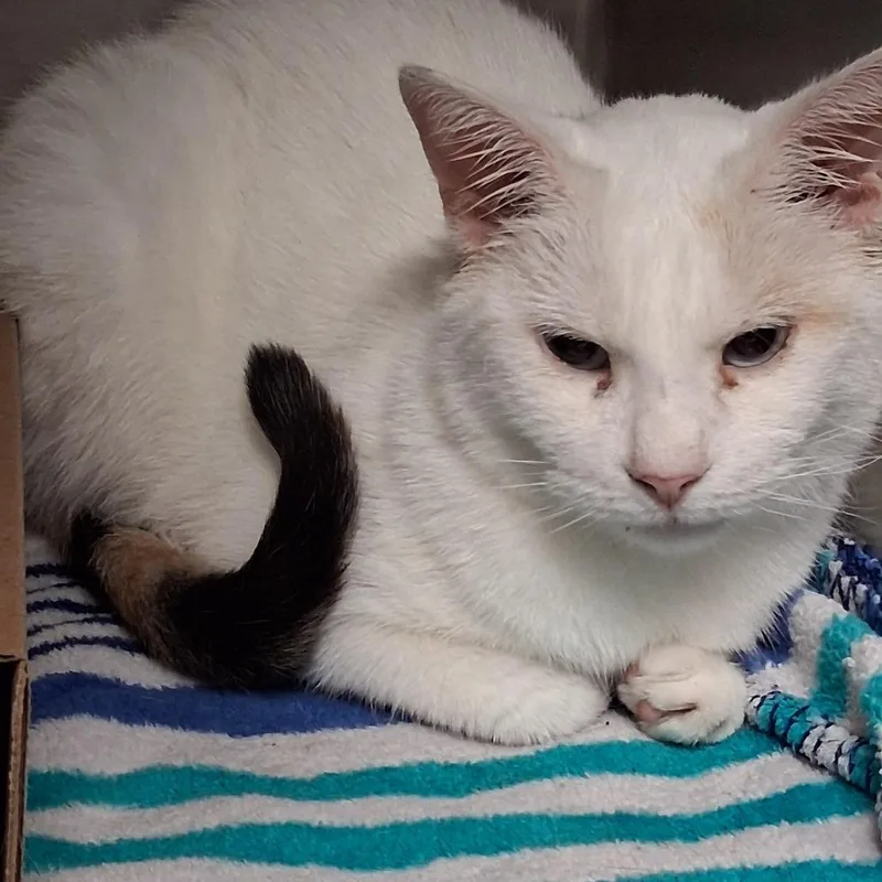An adult medium-sized female White Domestic Short Hair cat named Dina for adoption in Newark, NJ