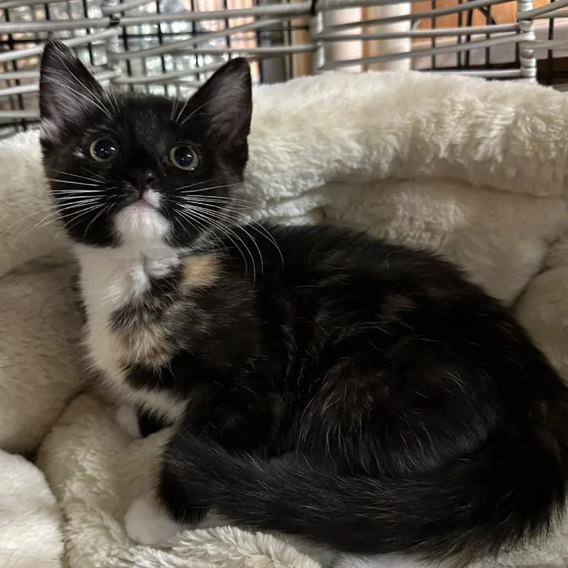 A baby small-sized female Calico Domestic Short Hair cat named Mittens for adoption in Simi Valley, CA