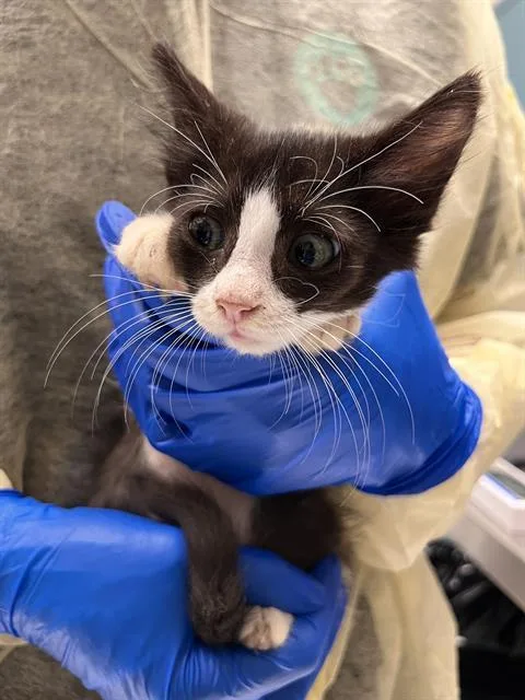 A baby small-sized female Domestic Short Hair cat named Pancakes for adoption in Las Vegas, NV