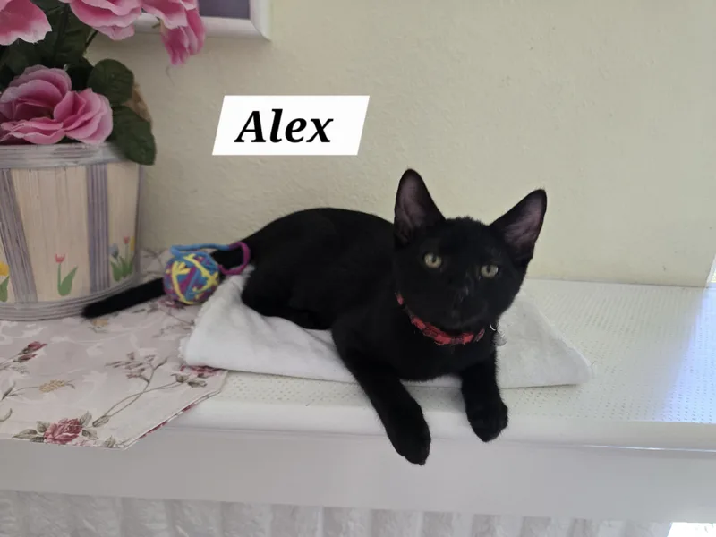 A baby small-sized male Bombay cat named Alex for adoption in Redondo Beach, CA