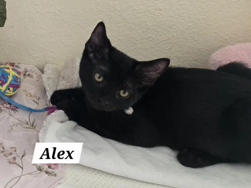 Alex thumbnail 4