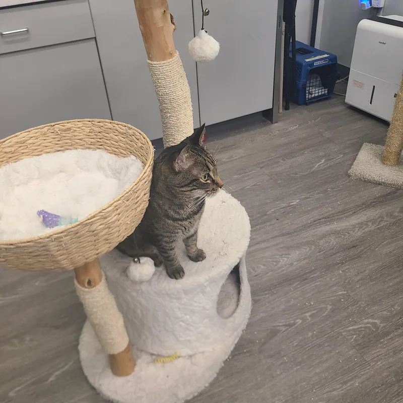 Daredevil thumbnail 2