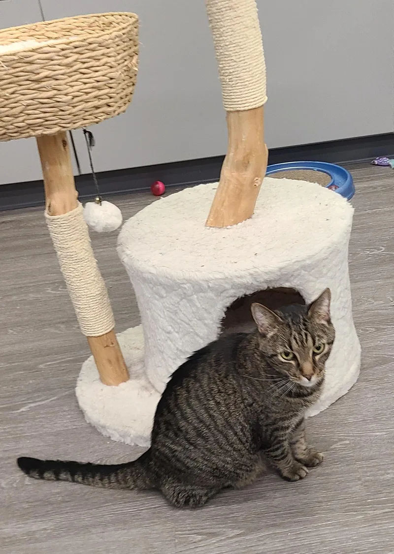 Daredevil thumbnail 3