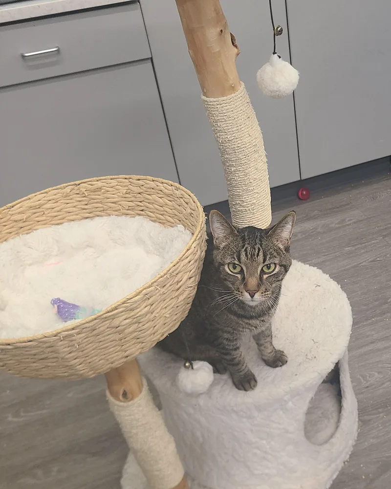 Daredevil thumbnail 4