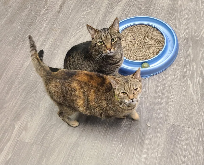 Daredevil thumbnail 5