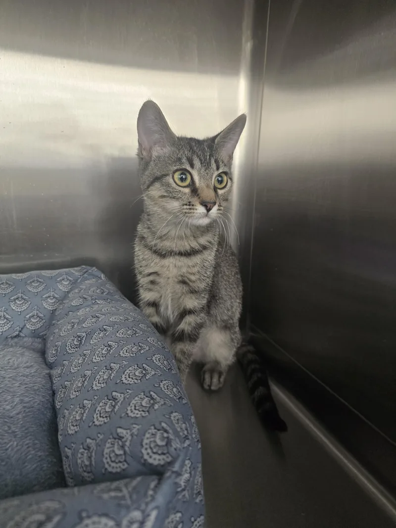 A baby small-sized female Domestic Short Hair cat named Flora for adoption in Rio Linda, CA