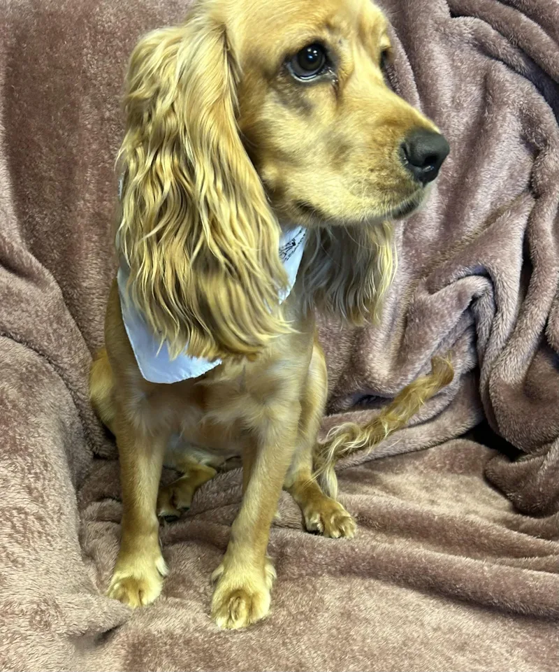 A young medium-sized female Cocker Spaniel dog named Chloe for adoption in Humble, TX