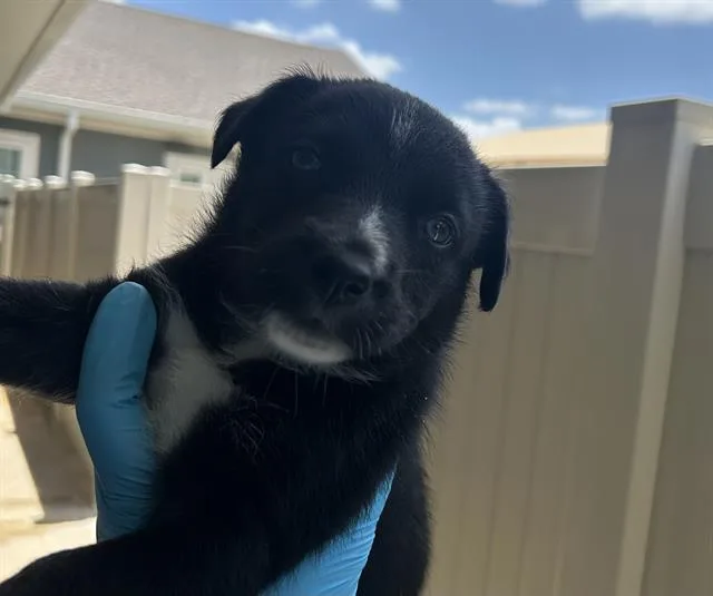 A baby medium-sized male Husky dog named Edam for adoption in San Antonio, TX