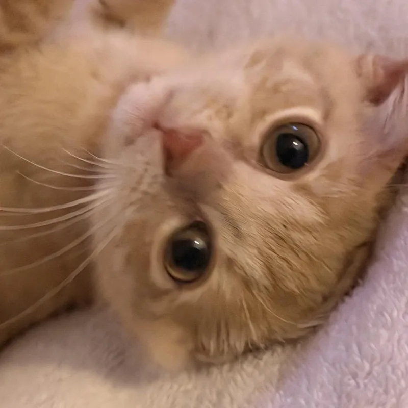 A baby small-sized female Domestic Short Hair cat named Gouda for adoption in Georgetown, KY