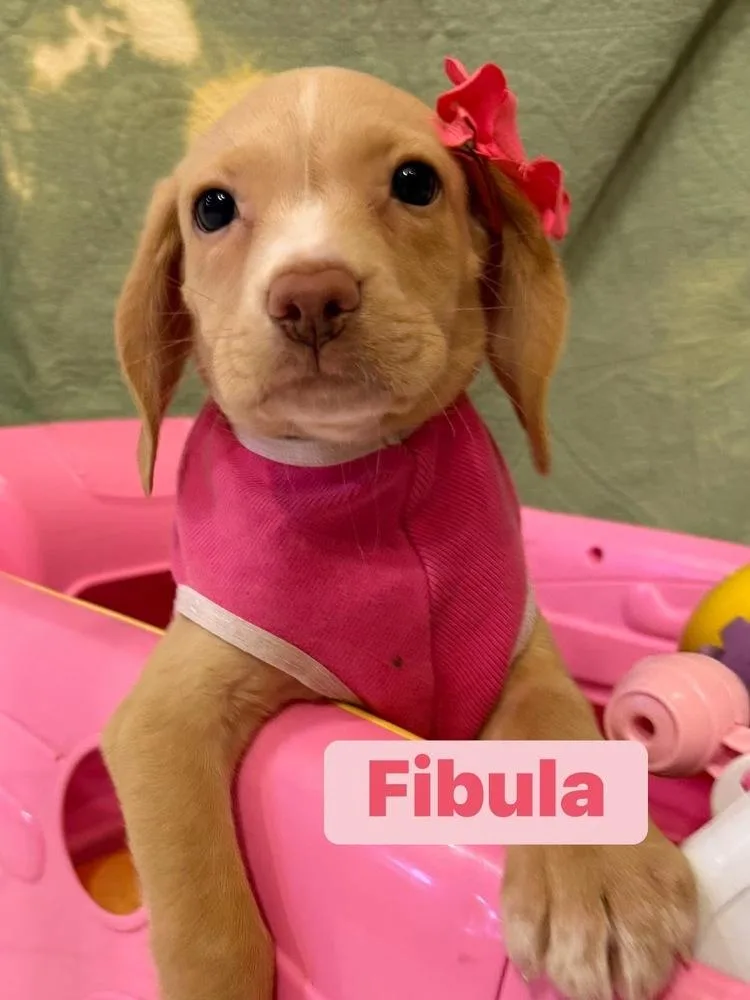 Fibula
