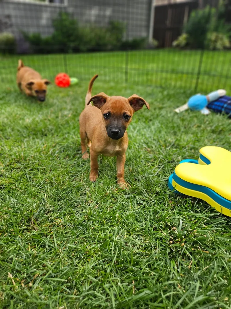 A baby small-sized male Brown / Chocolate Chihuahua dog named Jack for adoption in Ephrata, WA