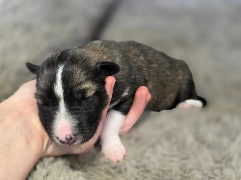A baby small-sized female Collie dog named Everly for adoption in Carthage, MO