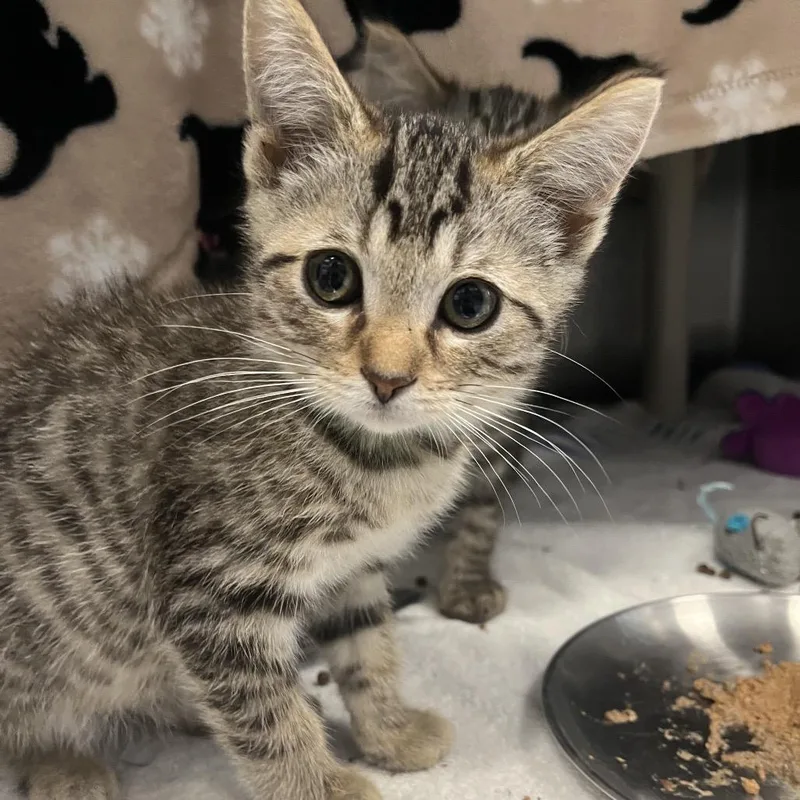 A baby small-sized female Brown / Chocolate Domestic Short Hair cat named Snickers for adoption in Fort Wayne, IN