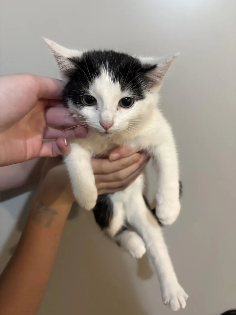 A baby small-sized female Domestic Short Hair cat named Nyx for adoption in Hagerstown, MD