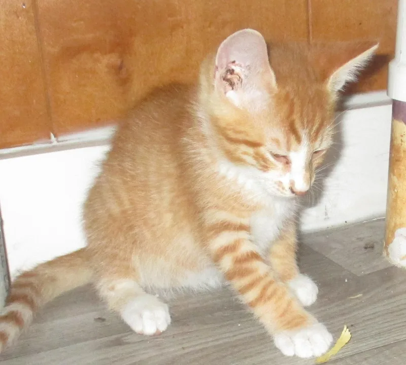 A baby medium-sized male Orange & White Domestic Short Hair cat named Pekoe for adoption in Troutman, NC