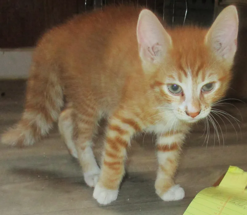 Pekoe thumbnail 2