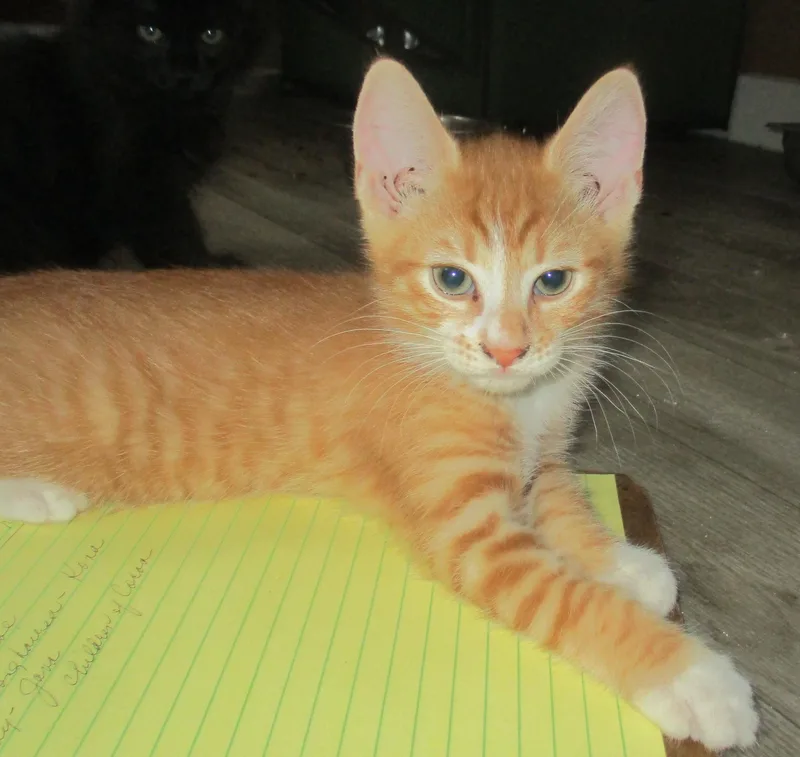 Pekoe thumbnail 3