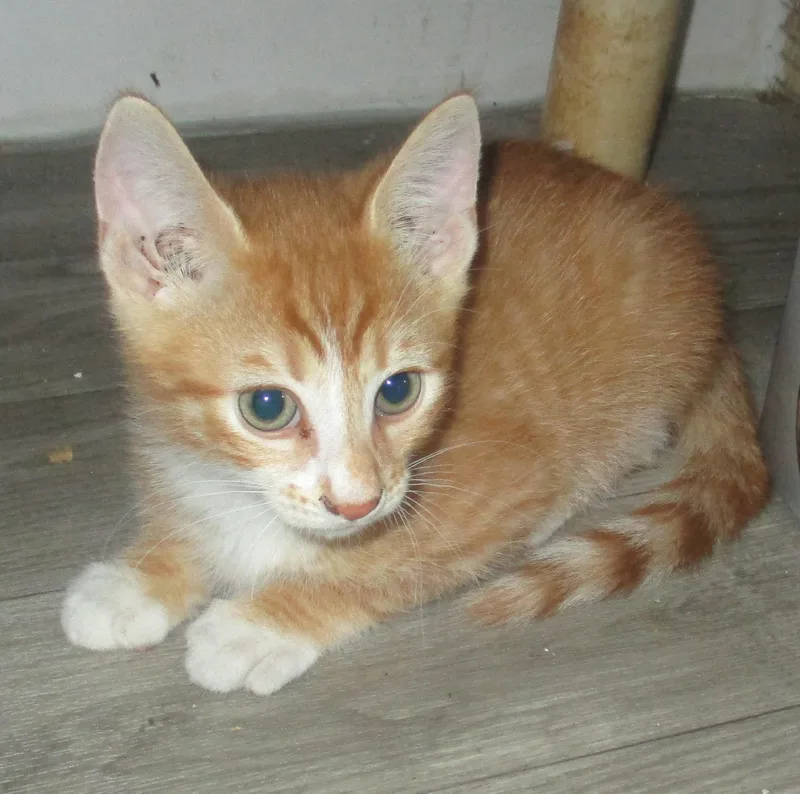 Pekoe thumbnail 4